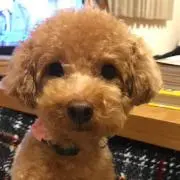 れいちぇる