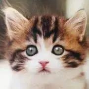 みこたんの画像