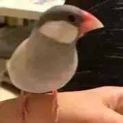 ぽぽ✩︎即購入OK！早い者勝ち！の画像