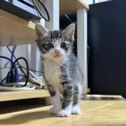 ねこ/•᷅‎‎•᷄\୭