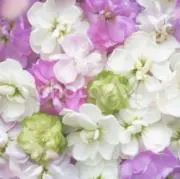 てぃな❁即購入ＯＫ！2日以内に発送✿⸝⋆の画像