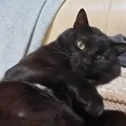 kiicihi