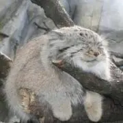 ボンボン