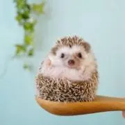はりねずみの画像