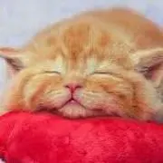のりのり