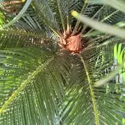 ひまわりの画像