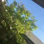 キカナスリオの画像