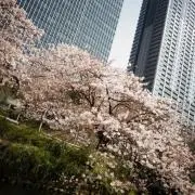 桜の画像