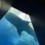 CHURAの画像