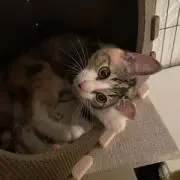 こももの画像
