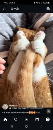 miPigの画像