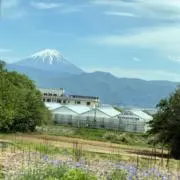 マリリンの画像