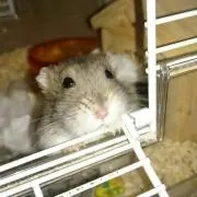 ここぱんだの画像