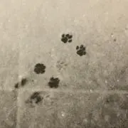 すーみんの画像