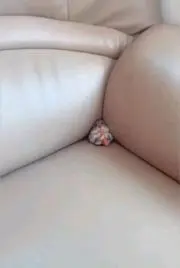 ろろの画像