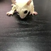 Yohakuの画像