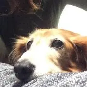 h.y【8/14-17発送不可】の画像