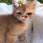 な子の画像