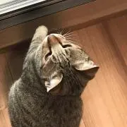 だんりょの画像