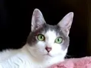 すずらんの画像