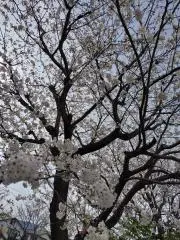 さくら☆☆