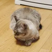 neko