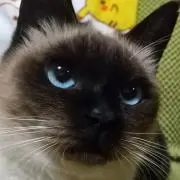 こてつの画像