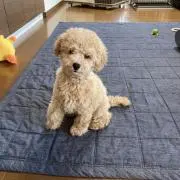 hiro