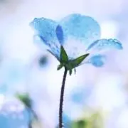 ねもふぃら︎の画像