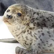 島坂