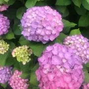 ◎honey◎の画像
