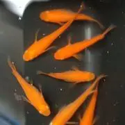 きろしの画像