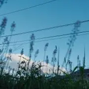 ちはやの画像