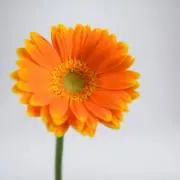 トキ