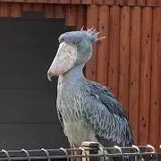mumuの画像
