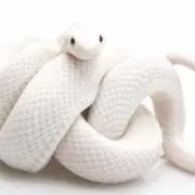 爺-DRAGON
