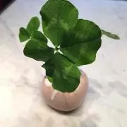 さっちゃん
