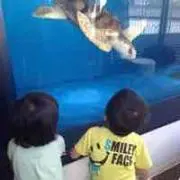 なっこ