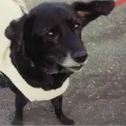 s.h