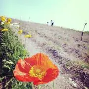 マコの画像