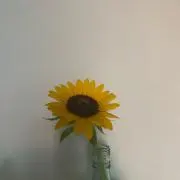 h a r u k aの画像