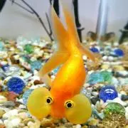 mashaの画像