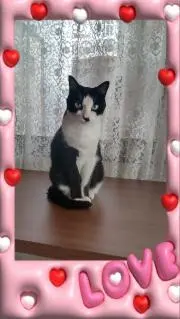 ☆はやほた☆