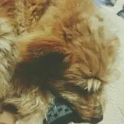 けいた