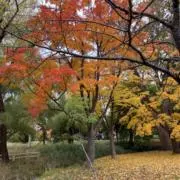 ジュリの画像