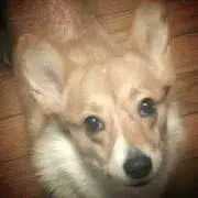 いいちこ