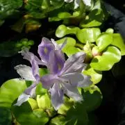 murasaki316215の画像