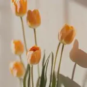 Sun flowerの画像