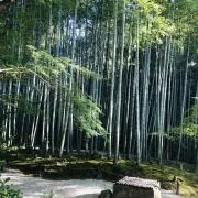 じゅんじゅんの画像