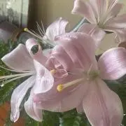 floの画像